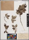 Foto von Salix caprea L.